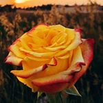 Profile Picture of Jodi Flower (@flower.jodi) on Instagram