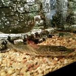 amberlynn - Instagram Profile Picture of amberlynn (@crandallchad95) on Instagram