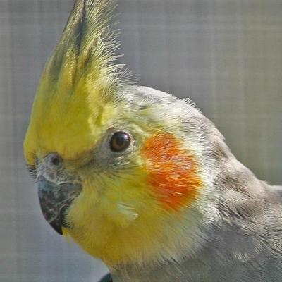 Profile Picture of Calvin Walters (@Walters2Calvin) on Twitter