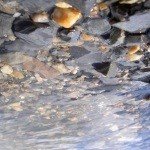 Profile Picture of prentice (@kellieorlosky) on Instagram