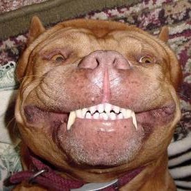 Profile Picture of Bearhill (@Bearhill15) on Twitter