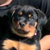 Profile Picture of Betty Boo (@@betty_the_rottweiler) on Tiktok