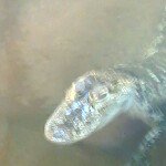 Profile Picture of adam conover 2 (@becuzimbatman7) on Instagram