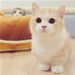 Profile Picture of Cindy (@tsai3508) on Pinterest