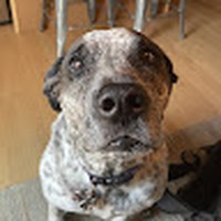 Profile Picture of Alex Pannone (@alex-pannone) on Quora