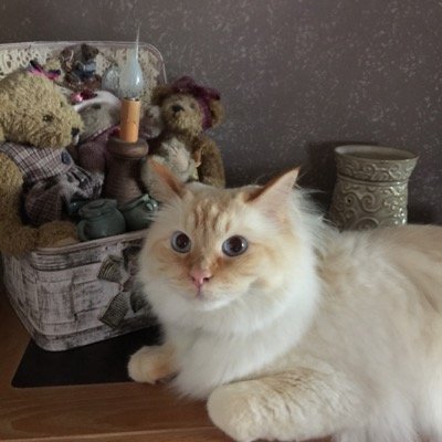 Profile Picture of Randi Fraser (@idnarfra) on Twitter