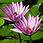 Profile Picture of Kim Howell (@kim howell) on Flickr