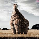 Profile Picture of adam girard (@girarda25) on Instagram