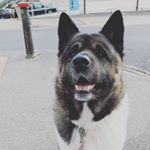 Profile Picture of Sue Andrews (@archietheamericanakita) on Instagram