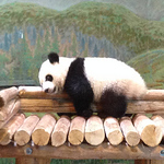 Profile Picture of Karis.l (@karis.l) on Flickr