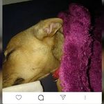 Profile Picture of Laceyfox2019 (@lacey_fox_2019) on Instagram
