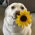 Profile Picture of Dawn Reitzel (@dawnreitzel) on Instagram