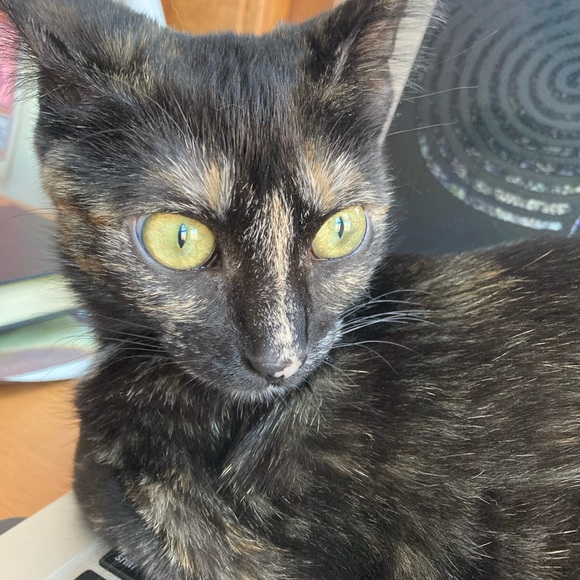 Profile Picture of Kristina Swarner (@kasane) on Poshmark