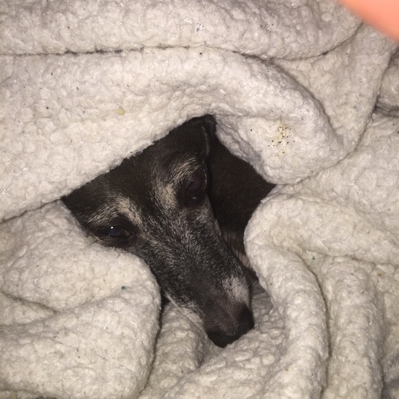 Profile Picture of Carolyn Selky (@ctscan38) on Poshmark