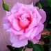 Profile Picture of Cathy Dowd (@cathy.dowd.142) on Facebook
