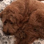 Profile Picture of Andrea Greer (@the_shermy_show) on Instagram