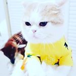 Profile Picture of BL (@billy_chew06) on Instagram