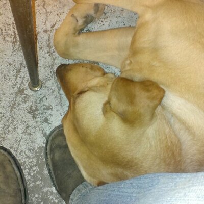 Profile Picture of RJ Hoffman (@rjhoffman1985) on Twitter