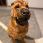 Profile Picture of Bonnie 🤍🖤🤍🖤 (@bonnie.sharpei) on Instagram