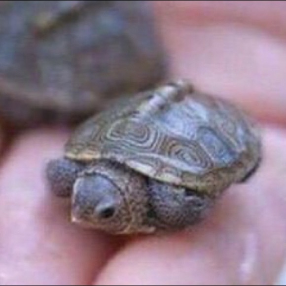 Profile Picture of Alexandria Barillas (@dinosaurpigeon) on Poshmark