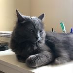 Jasmine Liu - Instagram Profile Picture of Jasmine Liu (@imjasmineliu) on Instagram