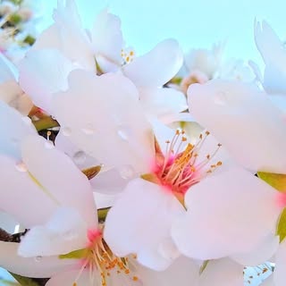 Profile Picture of 🌸•Rebeca Vera•🌸 (@_rebecavera) on Instagram