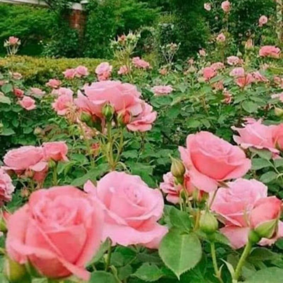 Profile Picture of Naglaa Mousa (@naglaamousa) on Poshmark