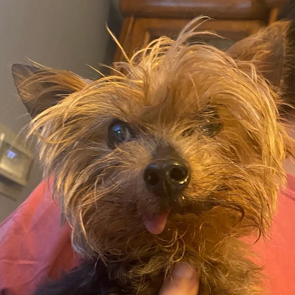 Profile Picture of Natalia Roppolo (@nroppolo11) on Poshmark