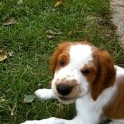 Profile Picture of Lori Zimmerman (@lzim) on Pinterest