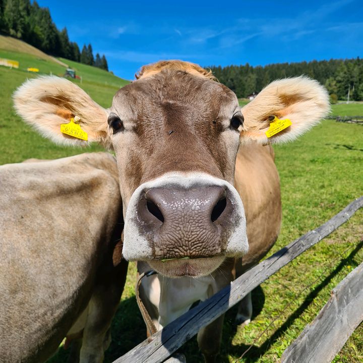 Profile Picture of Sabine Finger (@paulefinger) on Tiktok