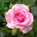 Profile Picture of Diana Hassan (@diana.hassan.9822924) on Facebook