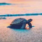 Profile Picture of frankie Delilah joseph (@frankie_the_terrapin) on Instagram