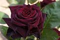 Profile Picture of Rosa 'Black Baccara'on Wikipedia