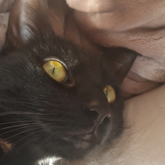 Profile Picture of Doria Milsom (@lalalucylala) on Poshmark