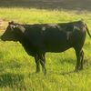 Profile Picture of Robert Wentz (@robert.wentz1) on Tiktok