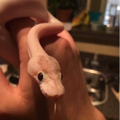 Profile Picture of Kevin Babin (@Kevin__Babin) on Twitter