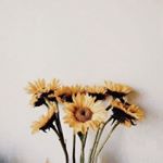 Amy Chapman. - Instagram Profile Picture of Amy Chapman. (@amzchapman) on Instagram