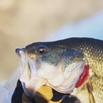 Profile Picture of Marc Hayden (@humanbassfinder) on Instagram