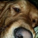 Profile Picture of Kurt Lear (@kurtlear) on Instagram