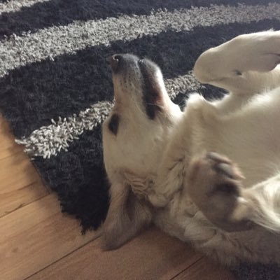 Profile Picture of Matthew (@MatthewRolston2) on Twitter