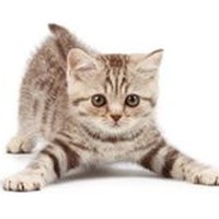 Profile Picture of Kevin Nissen (@kevin-nissen) on Quora