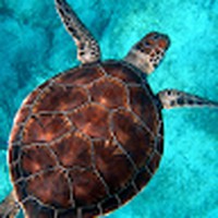 Profile Picture of Sara Hoy (@sara-hoy-5) on Quora