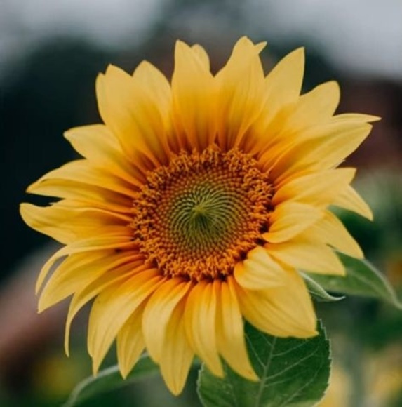 Profile Picture of Ivetta Steiner (@ivettasteiner) on Poshmark