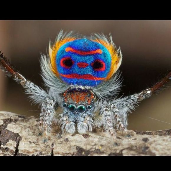 Profile Picture of Lois Jorgensen (@loilynne63) on Poshmark