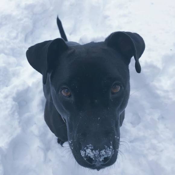 Profile Picture of Sonja Barenboym (@sonjaashton) on Poshmark