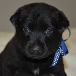 Profile Picture of Bailey (@kavishka.punchihewa) on Instagram