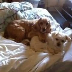 Profile Picture of Denham Joseph (@DenhamJoseph2) on Twitter