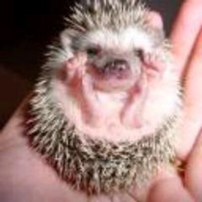 Profile Picture of Alexander Varner (@AlexanderVarn13) on Twitter