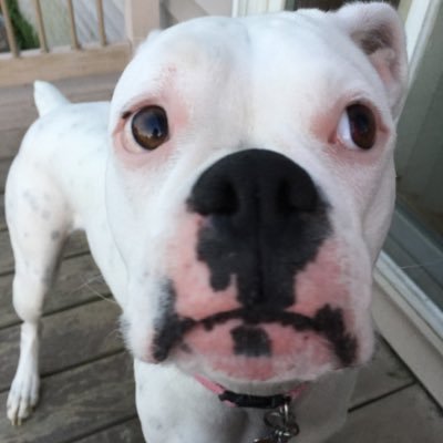 Profile Picture of Matt Panos (@mattmomo04) on Twitter