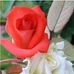 Profile Picture of Aisha Aisha Umar Usman (@aisha.aishaumarusman) on Facebook